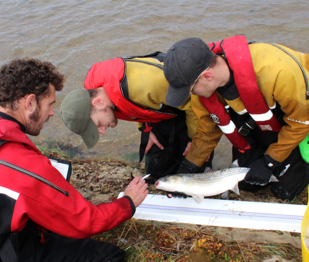 5R team during the fish survey process