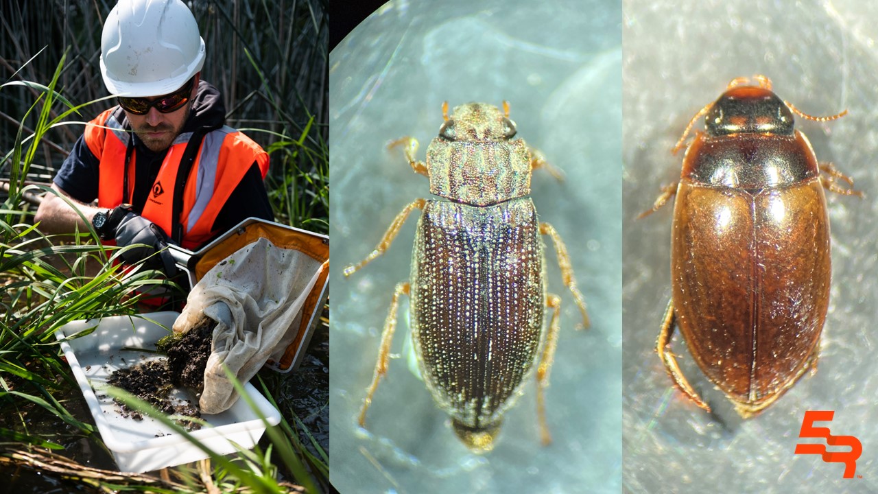 Nature Sampling Last Chance For Autumn Macroinvertebrate Sampling